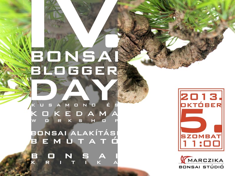 bonsai blogger day az egyetemi bonsai club bonsai kiallitasan